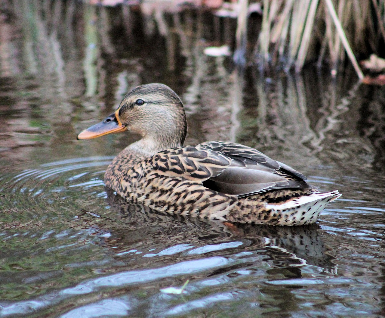 duck mallard zoo free photo