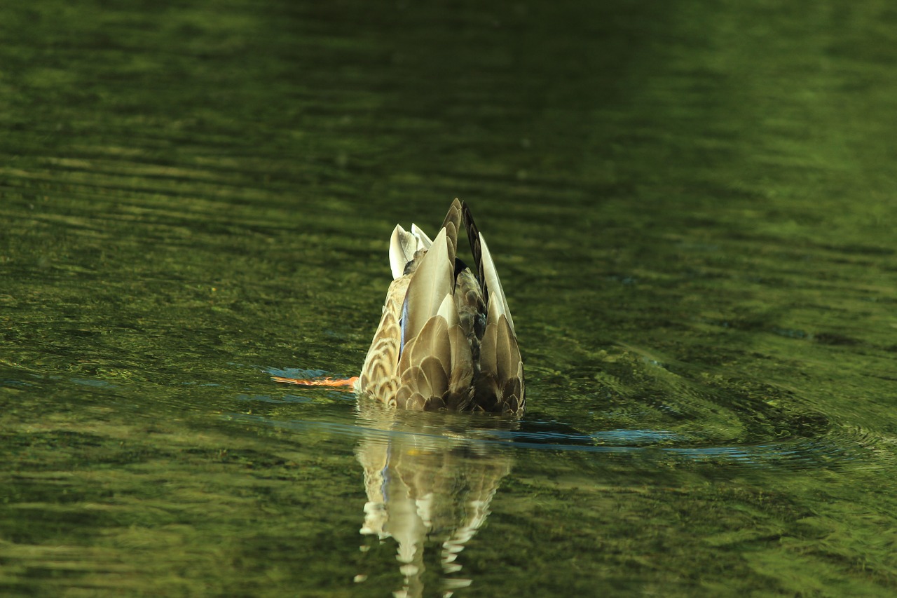 duck lake diving free photo