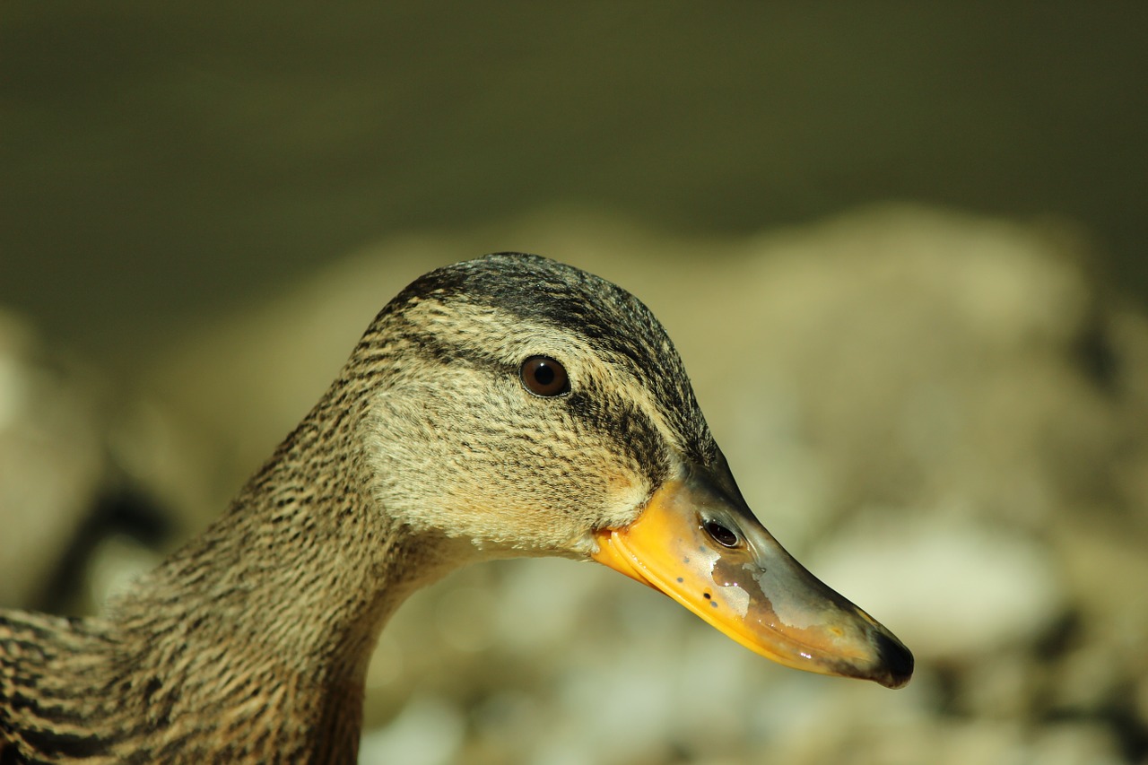 duck brown sweet free photo