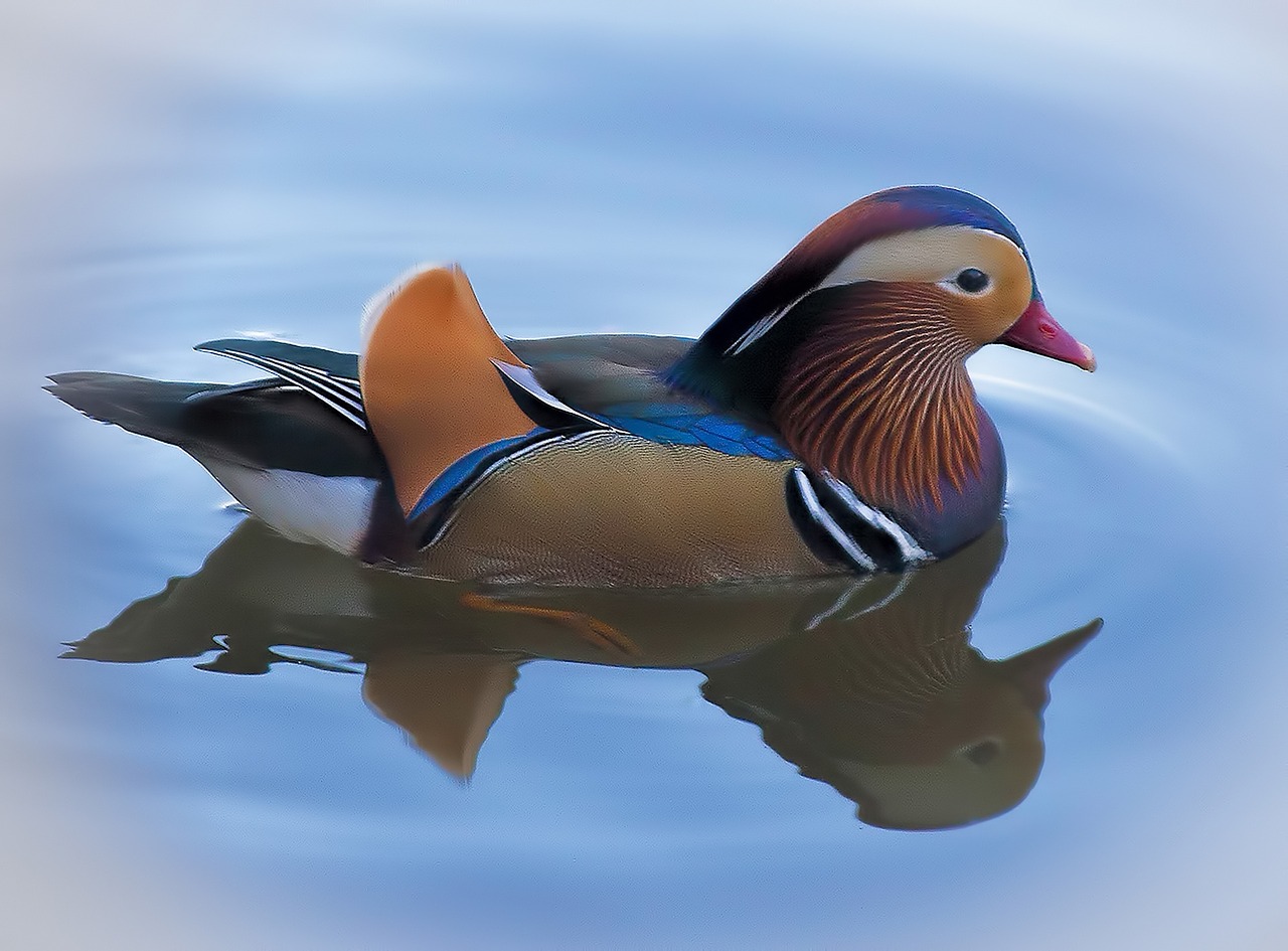 duck mandarin colorful free photo