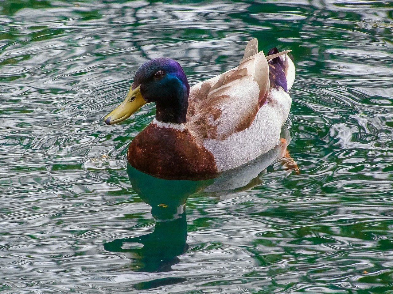 duck bird nature free photo