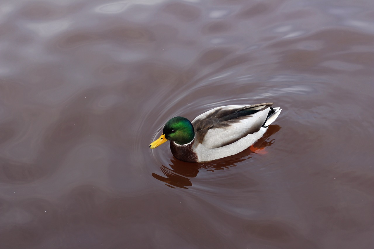 duck swimming water free photo