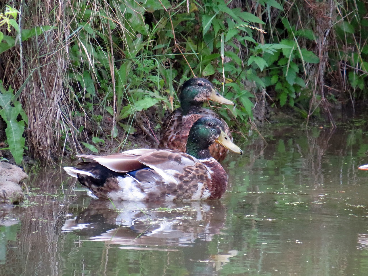 ducks mallards bird free photo