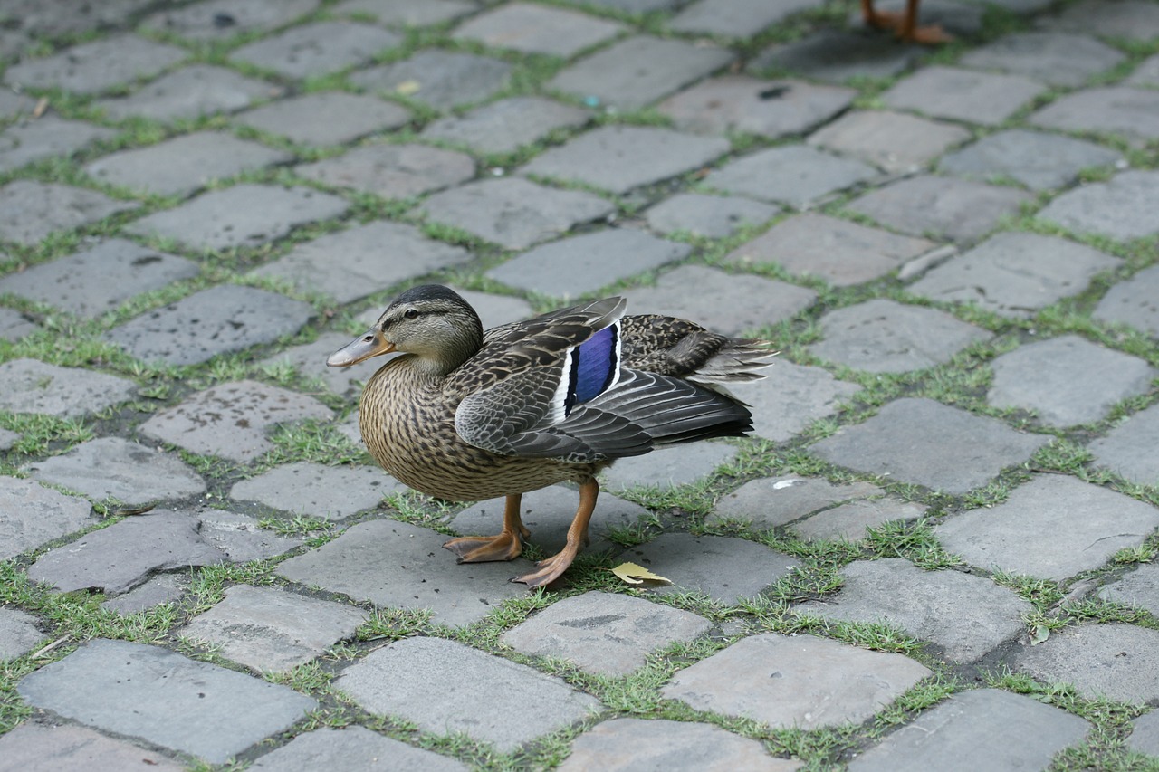 duck bird water bird free photo