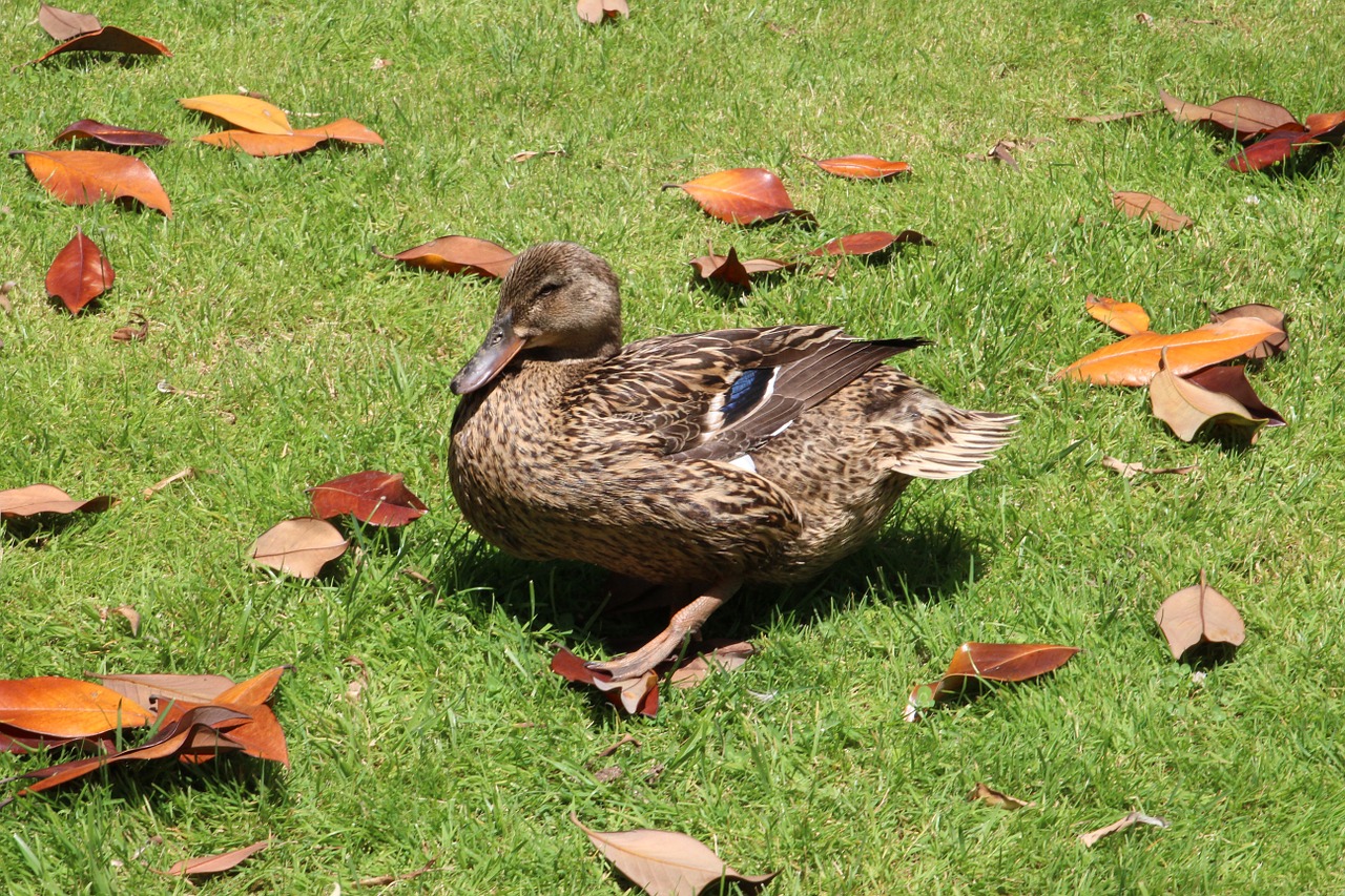 duck bird prato free photo