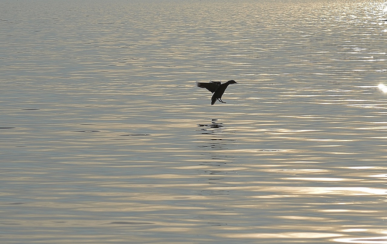 duck silhouette water free photo