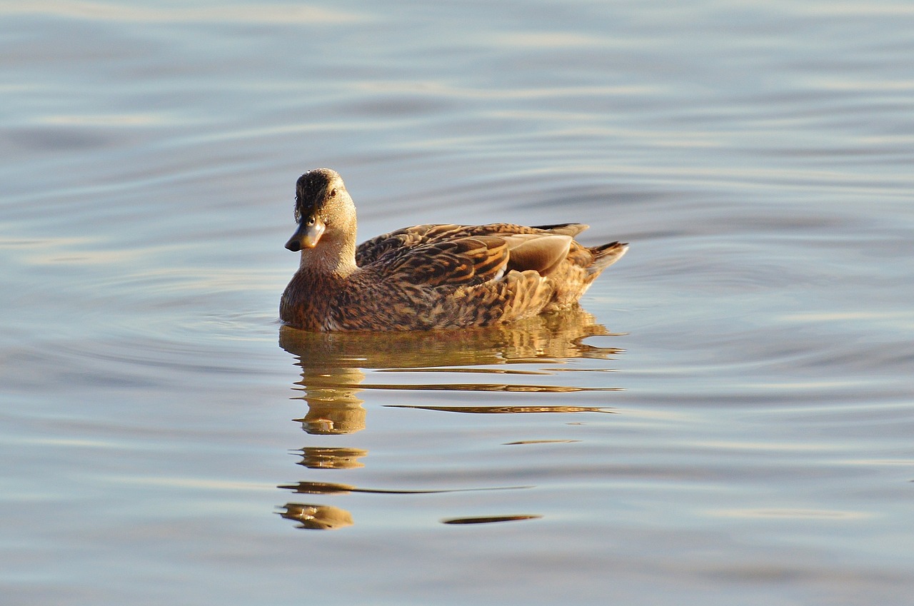 duck water lake constance free photo