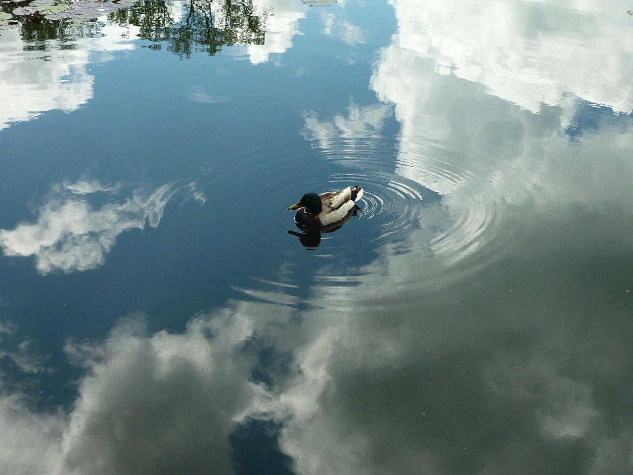 duck heaven reflection free photo