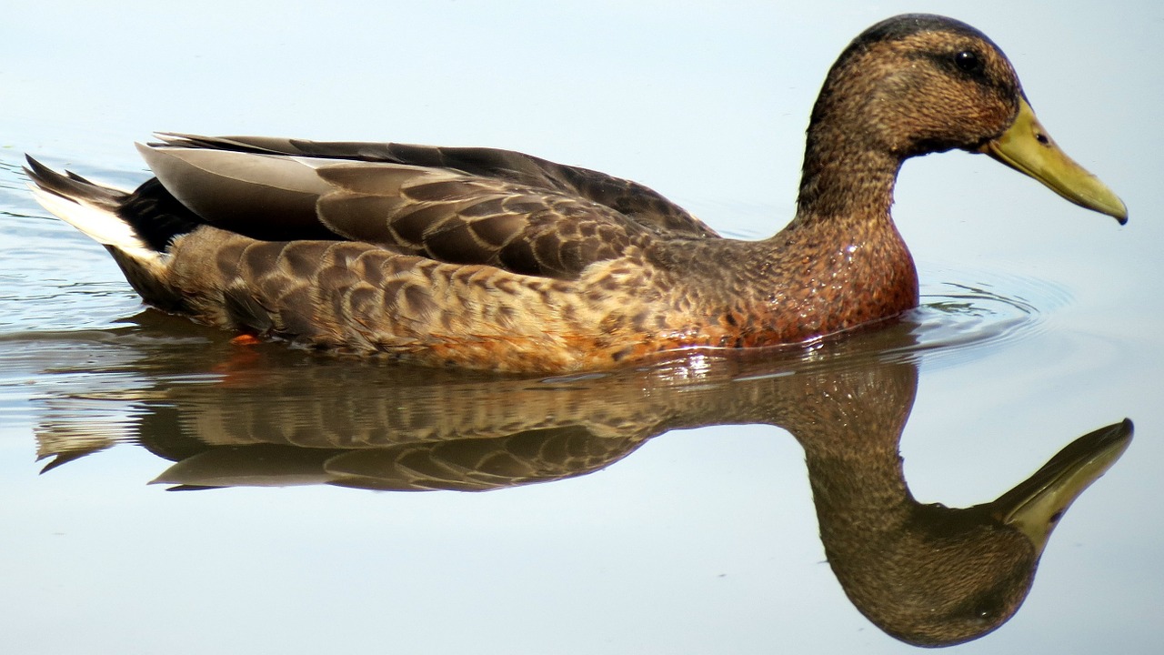 duck water mirror image free photo