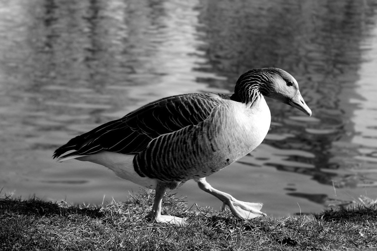 duck lake pond free photo