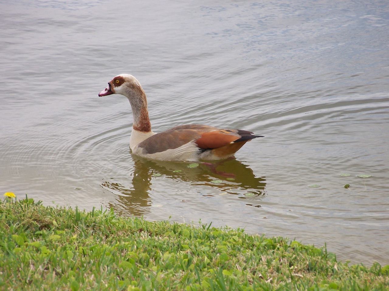 duck nature animal free photo