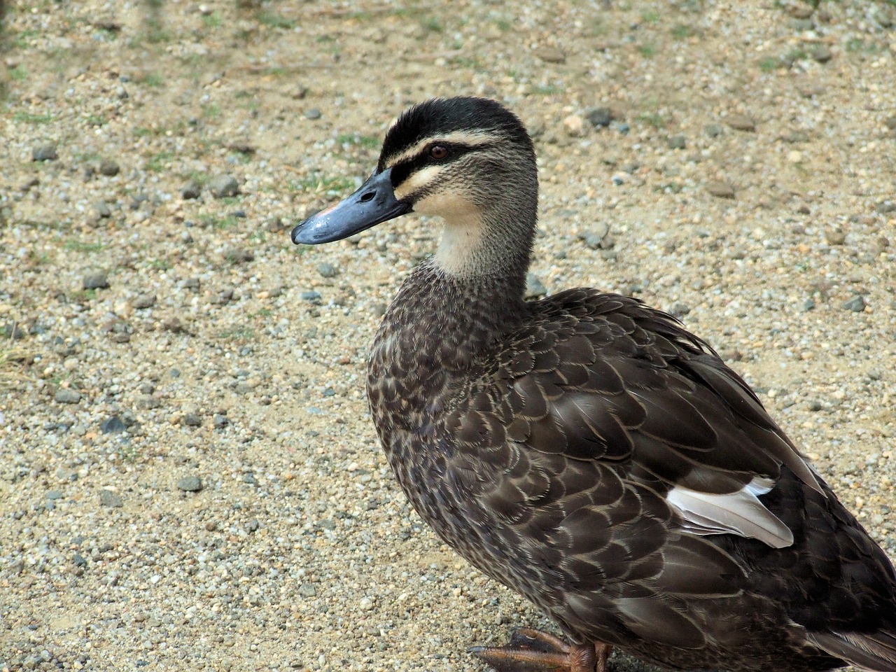 duck mallard waterfowl free photo