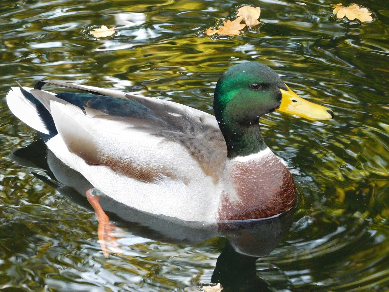 duck water bird animals free photo