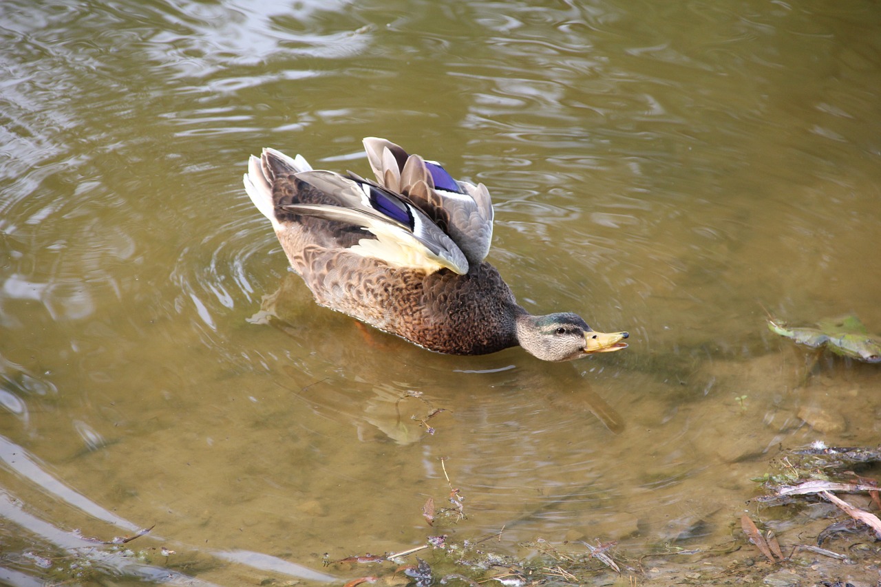 duck pond park free photo