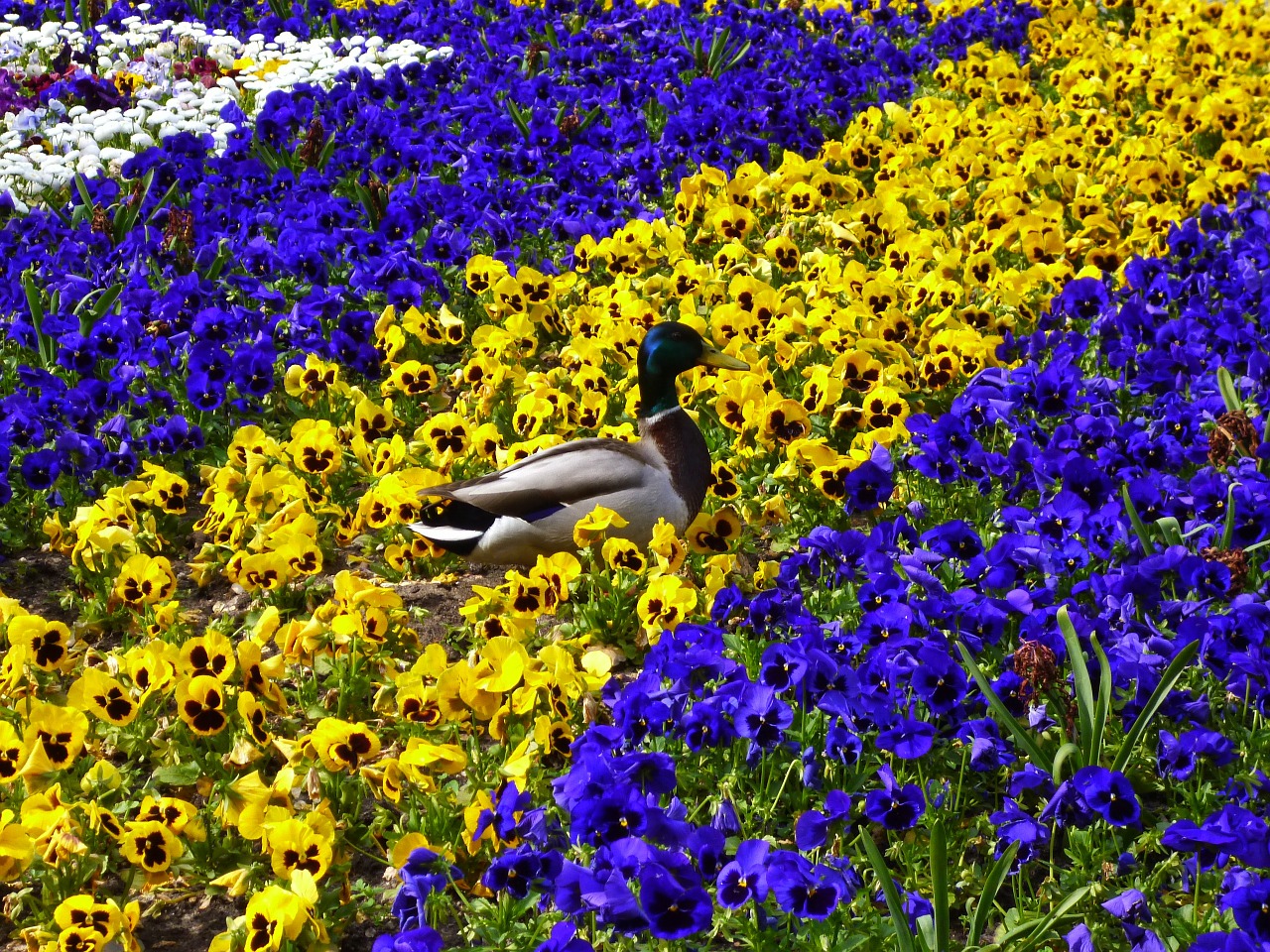 duck flower bed pansy free photo