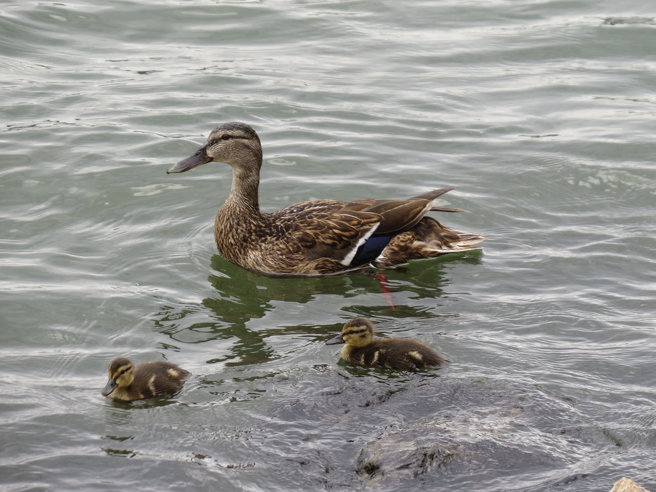 duck duck mother water bird free photo