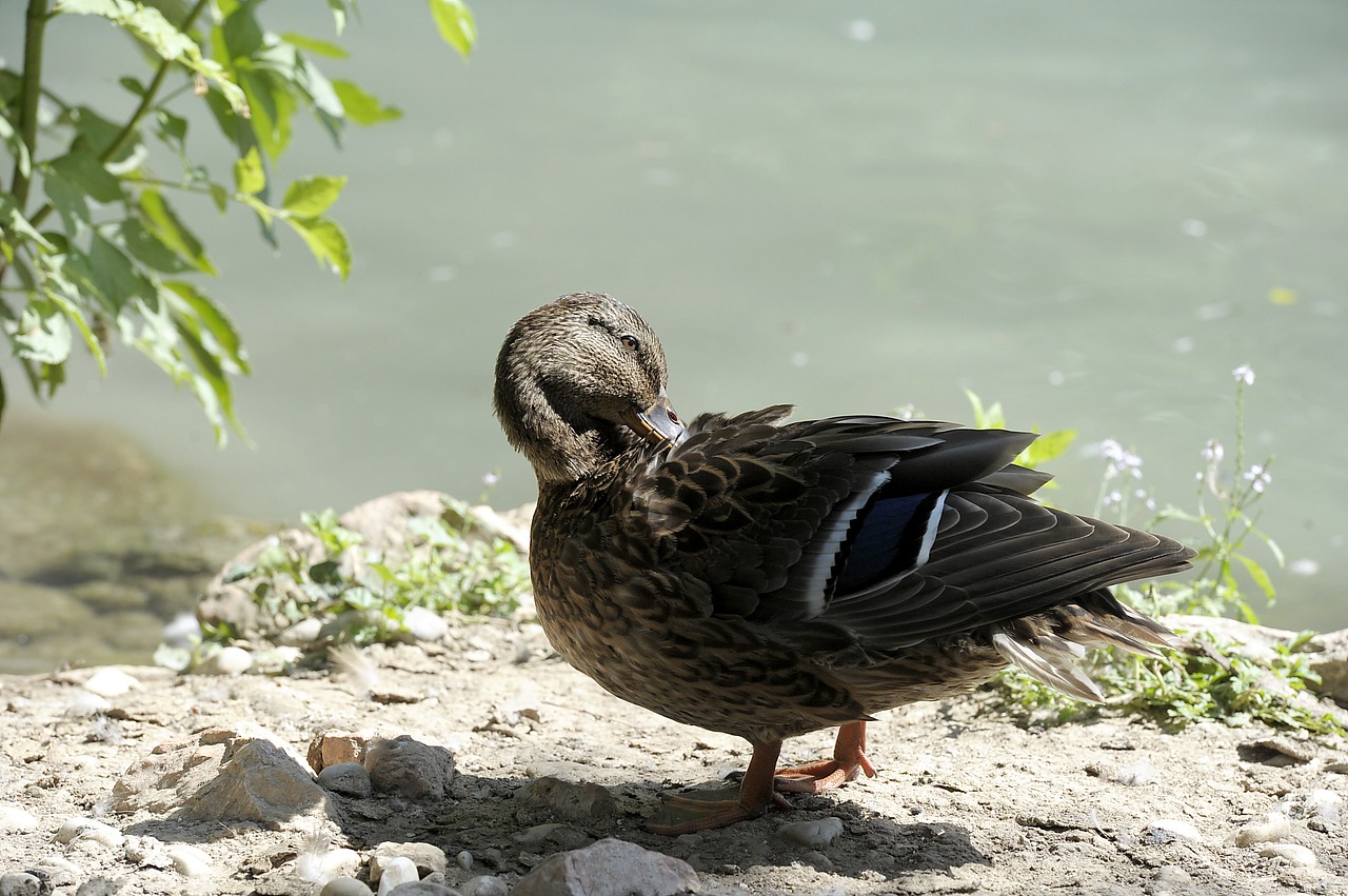 duck duck bird nature free photo