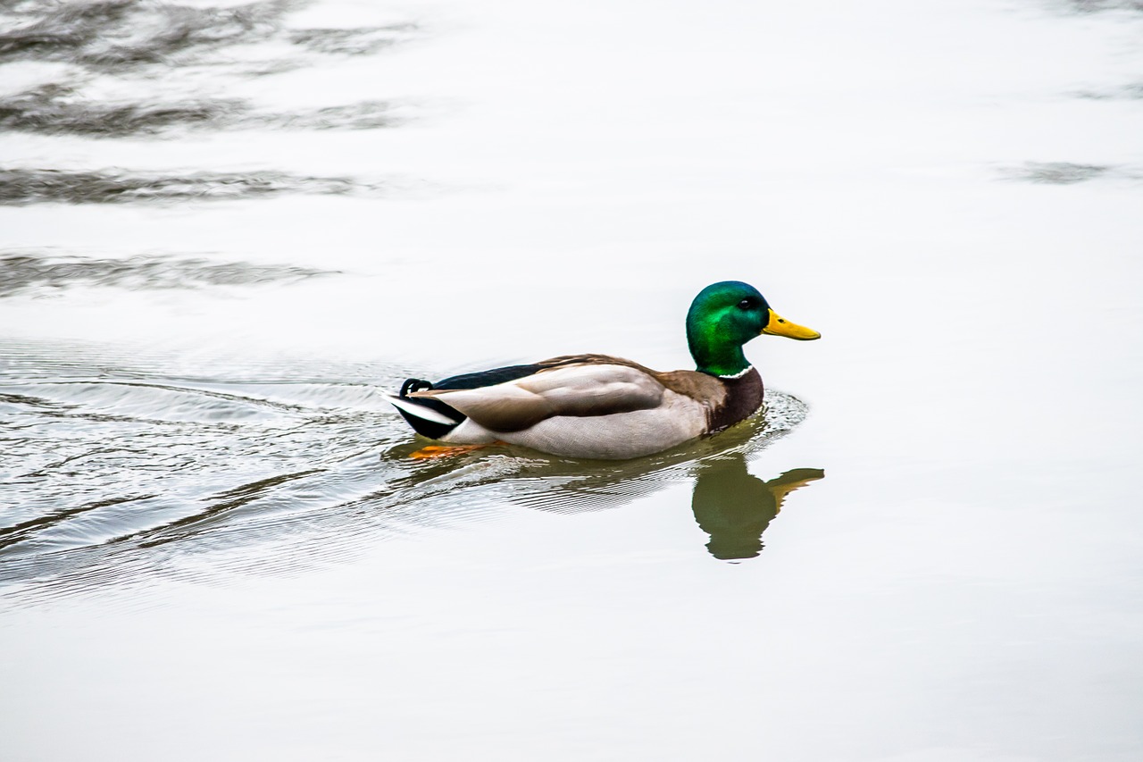 duck water lake free photo