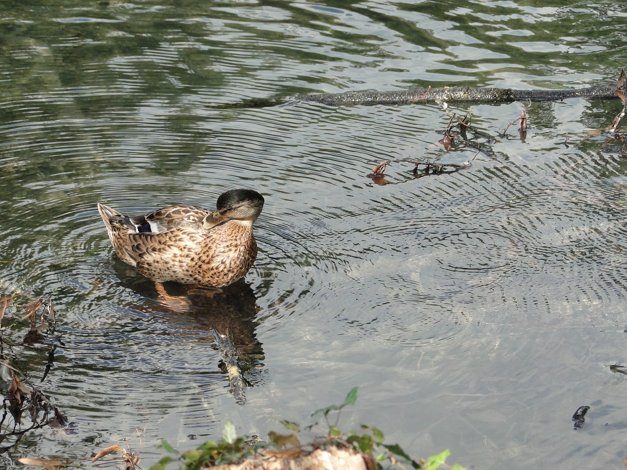 duck bird water bird free photo