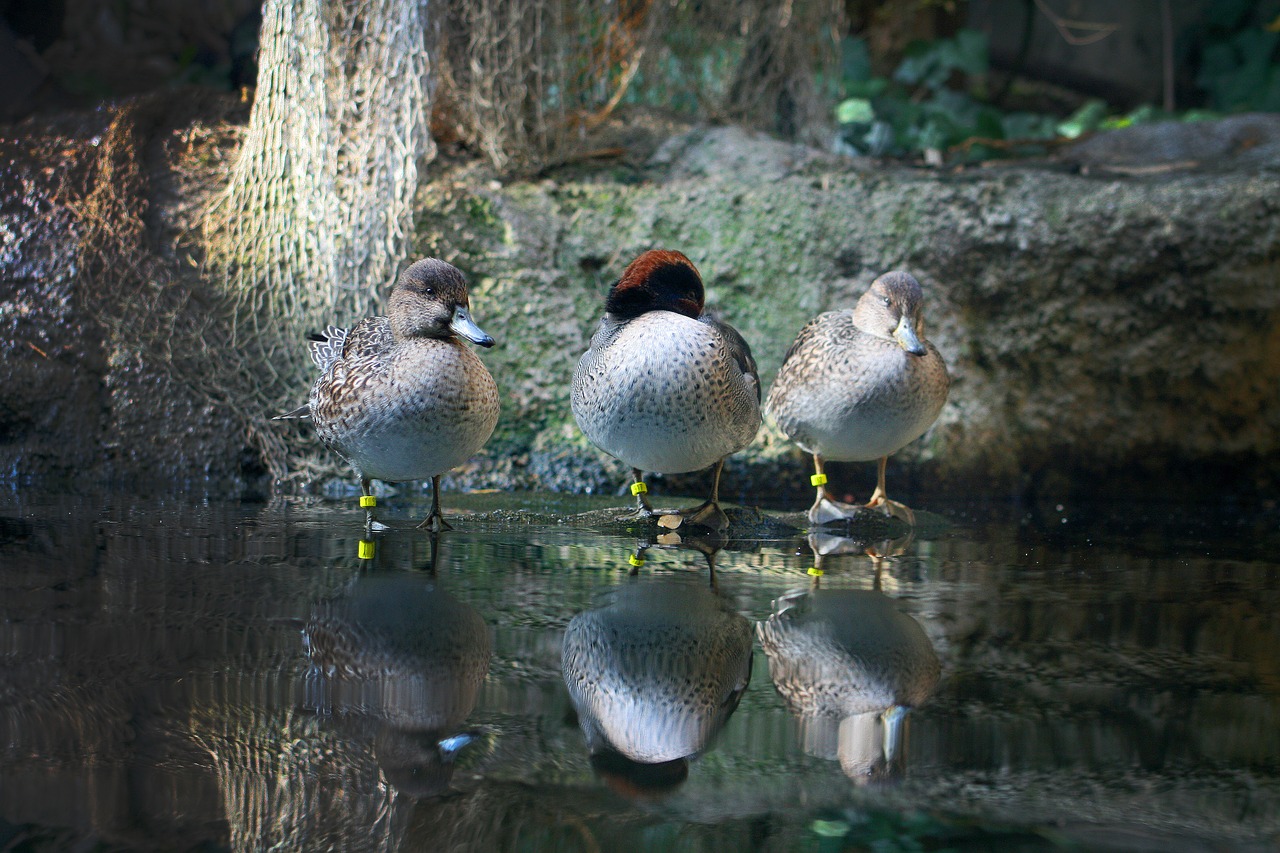 duck ducks lake free photo