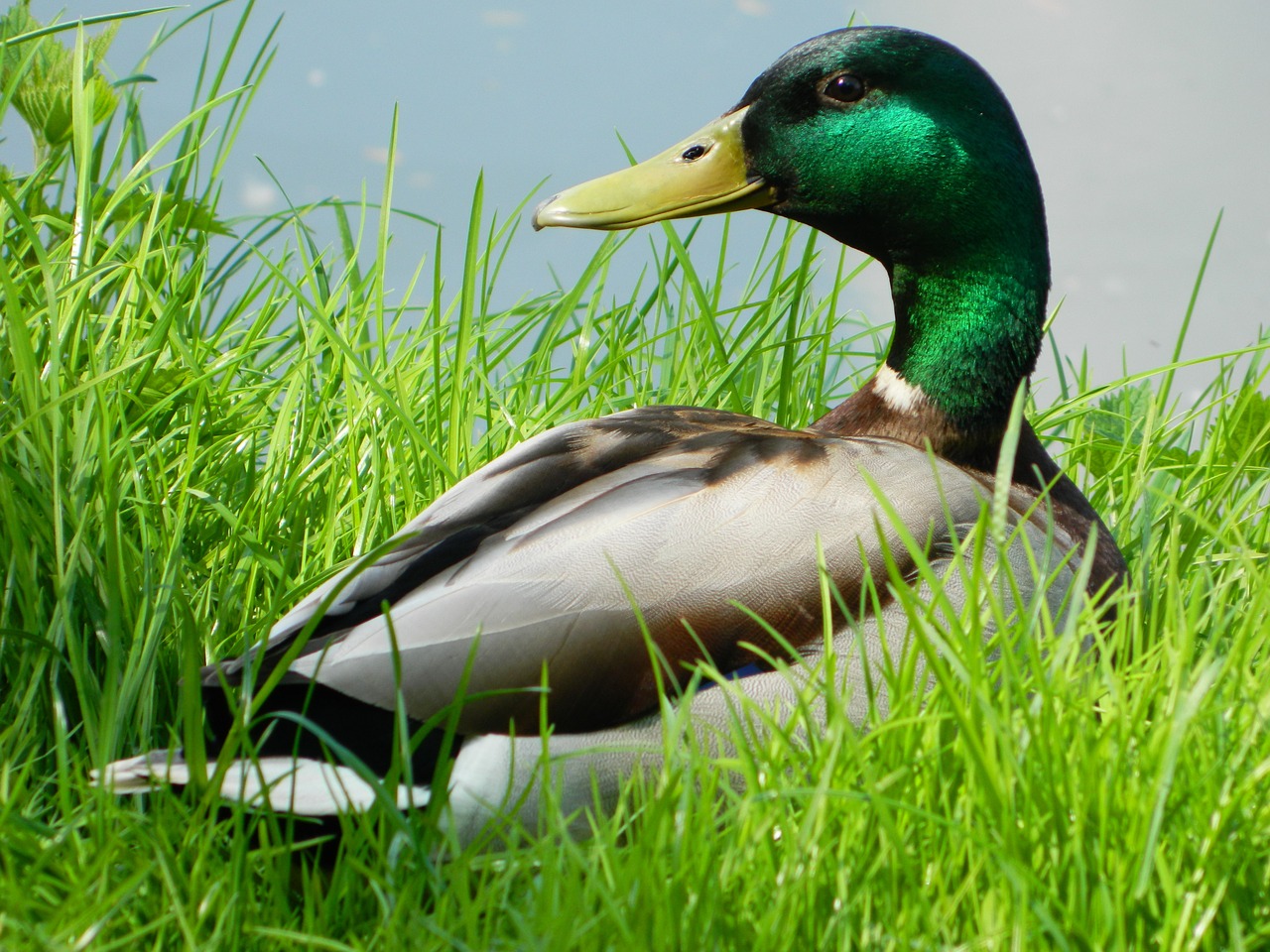 duck grass animal free photo