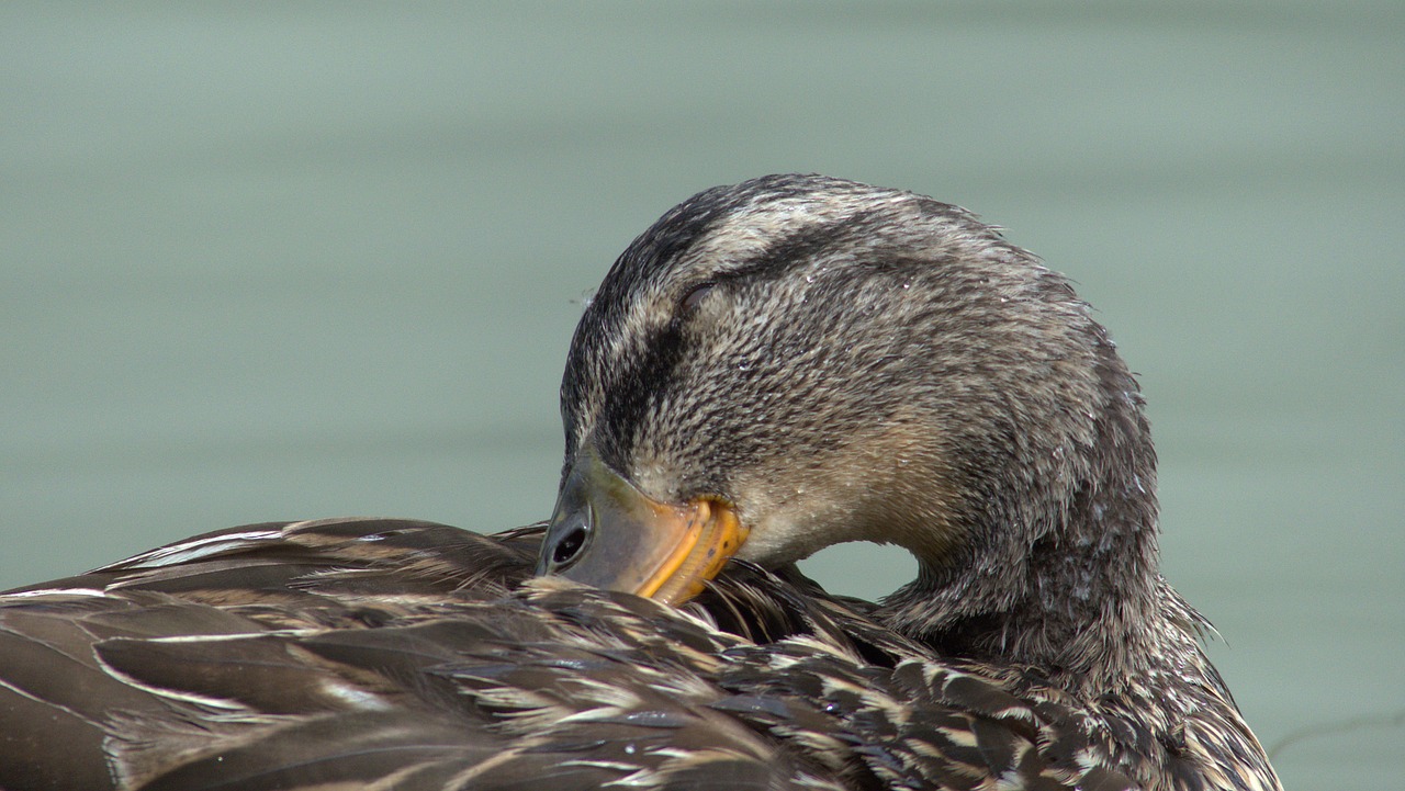 duck animal nature free photo