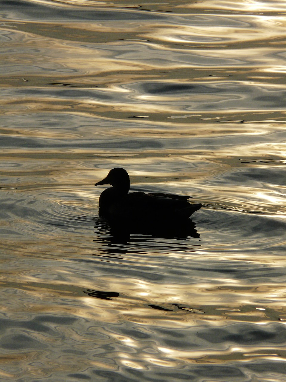 duck the waves lake free photo