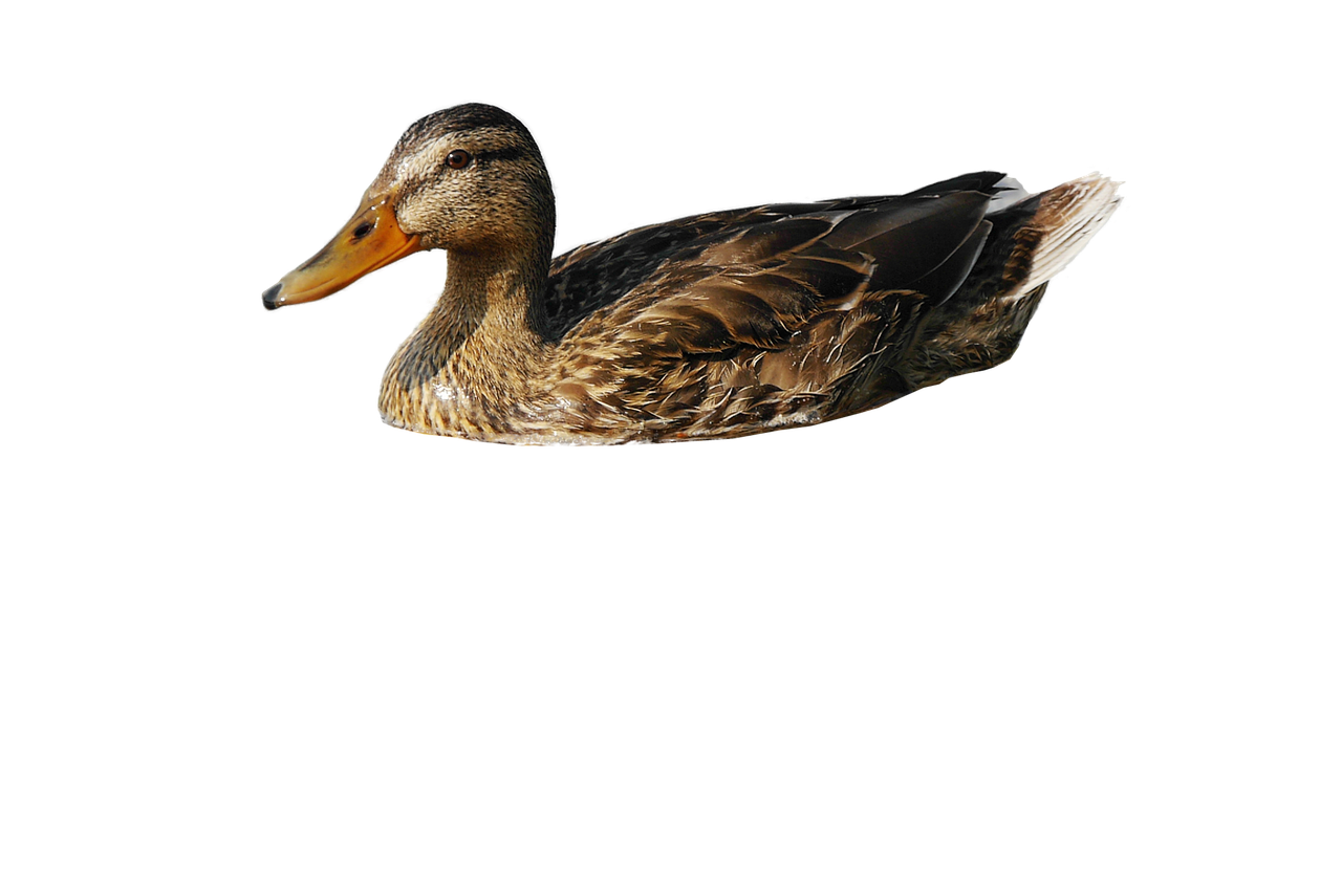 duck mallard animals free photo