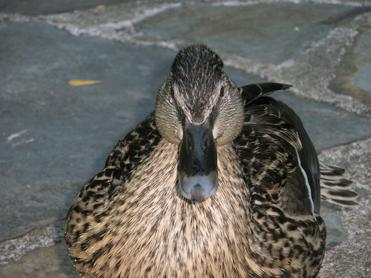 duck wild ducks animal free photo