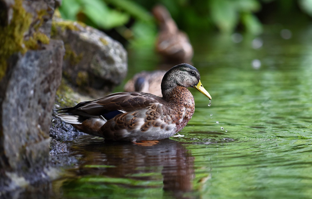 duck bird nature free photo