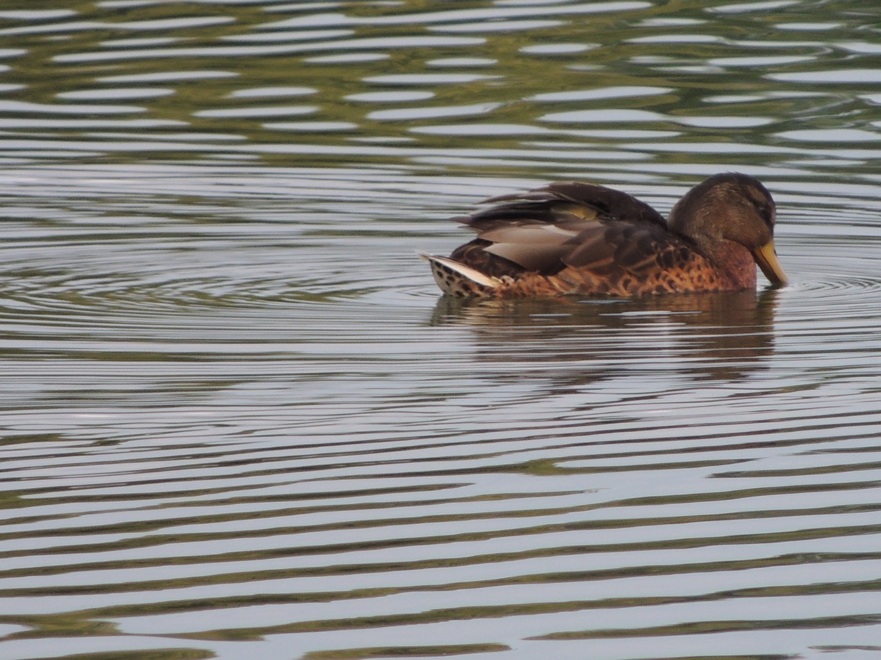 duck water brown free photo