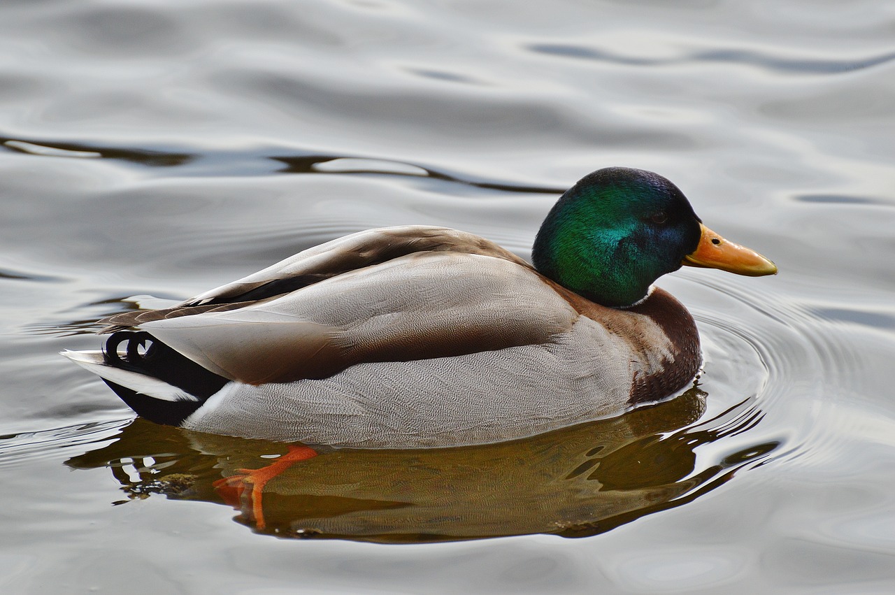 duck water bird poultry free photo