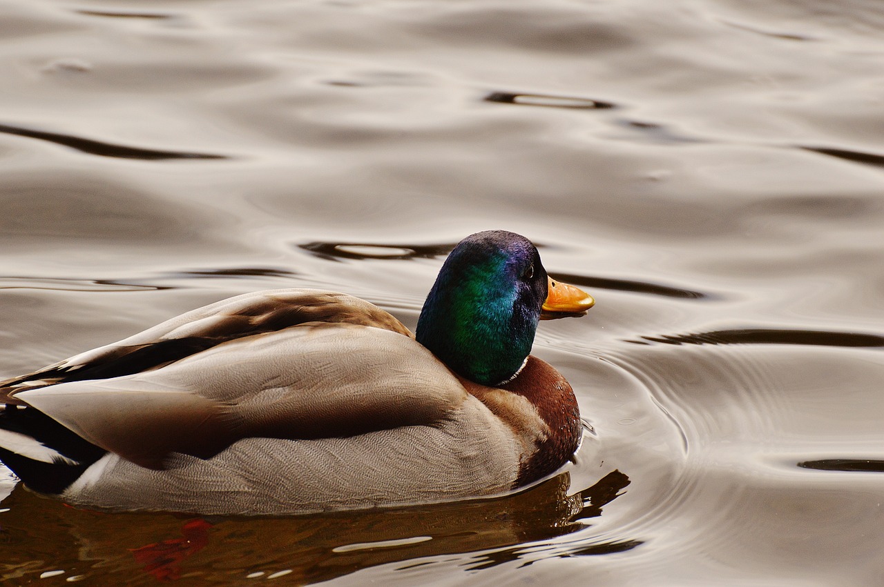 duck water bird poultry free photo