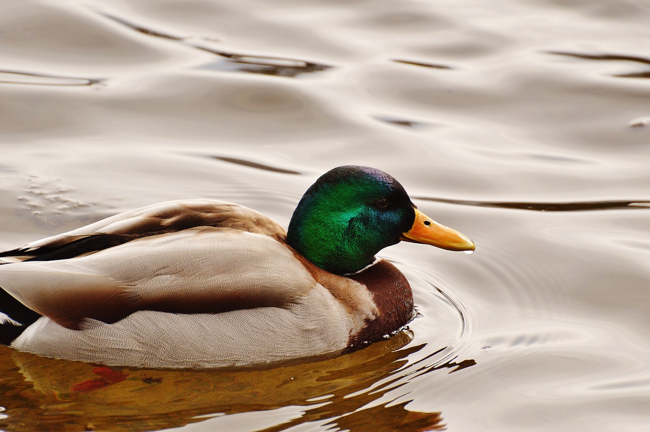 duck water bird poultry free photo