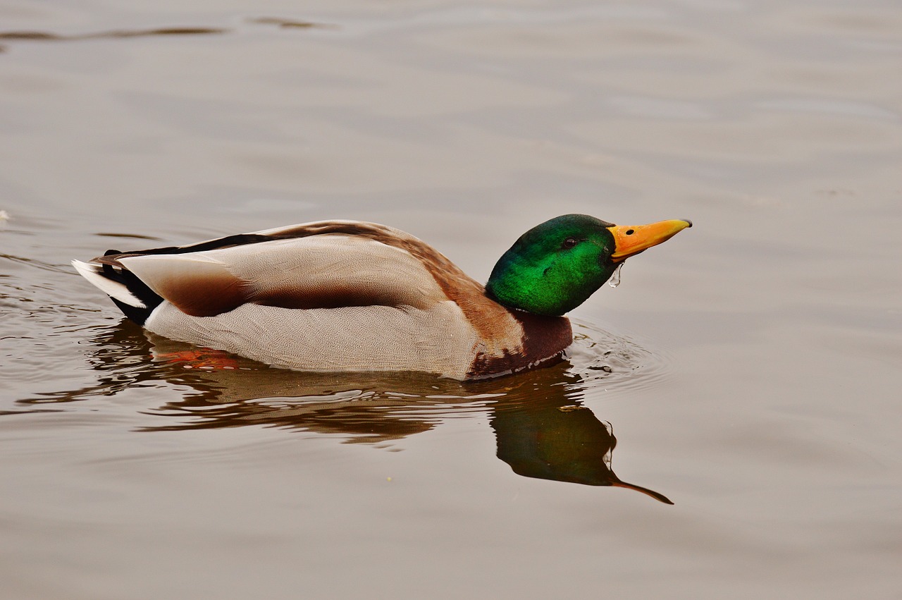 duck water bird poultry free photo