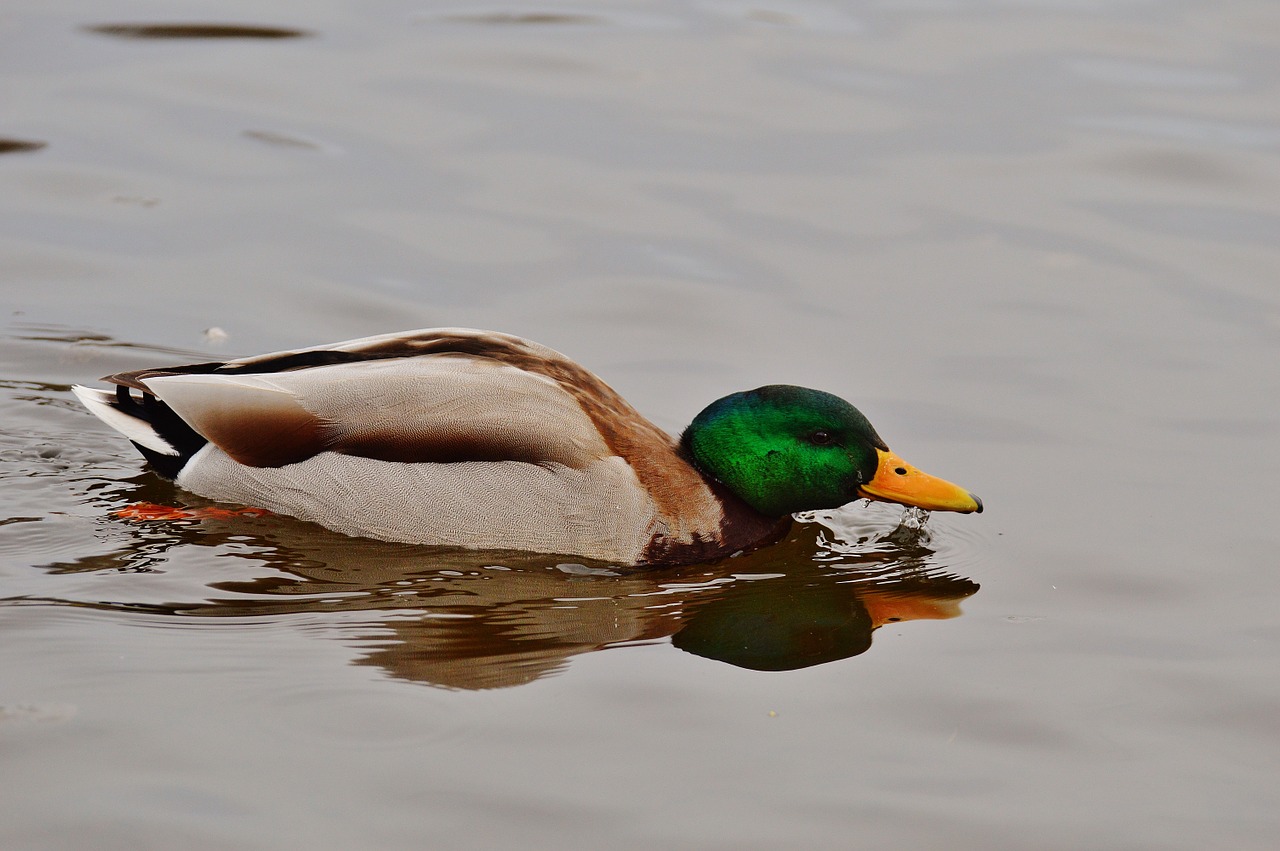 duck water bird poultry free photo