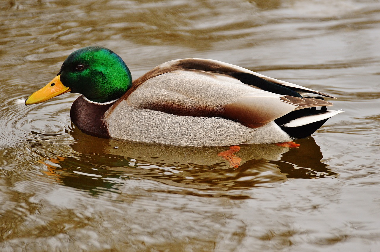 duck water bird poultry free photo