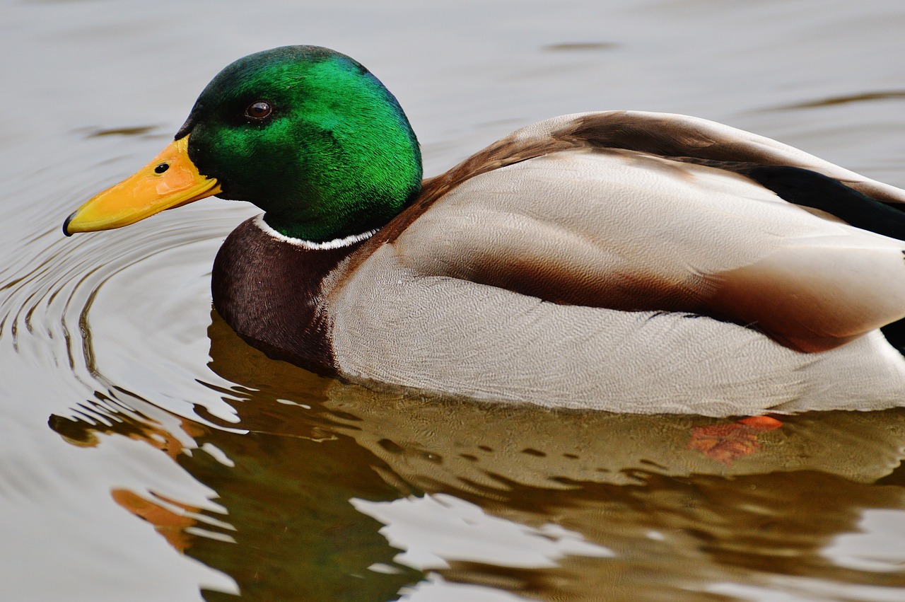 duck water bird poultry free photo