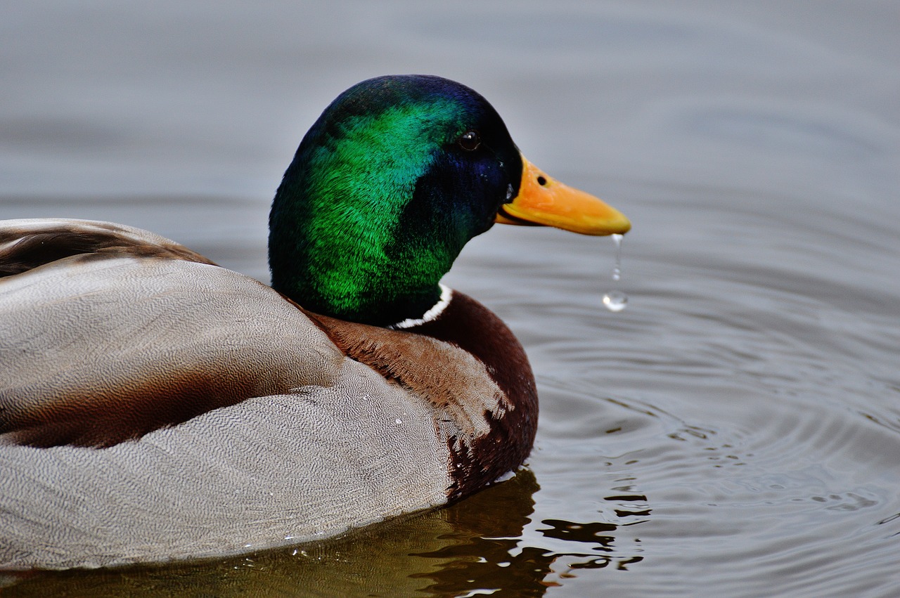 duck water bird poultry free photo