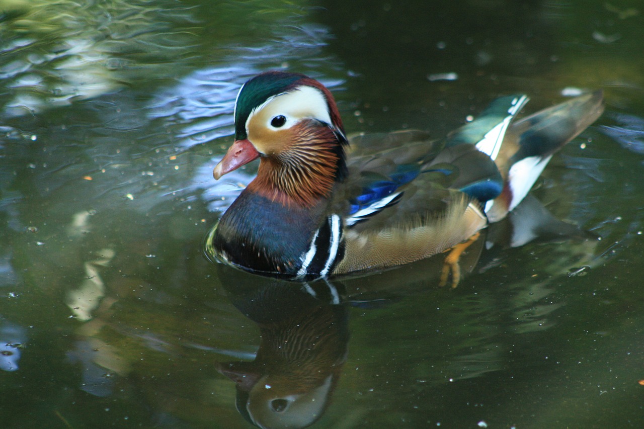 duck water water bird free photo