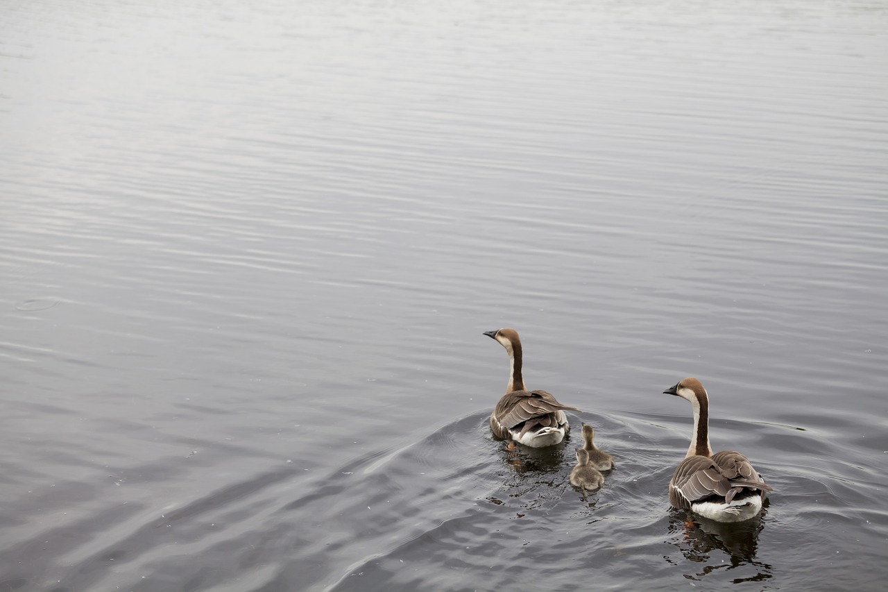 duck nature pond free photo