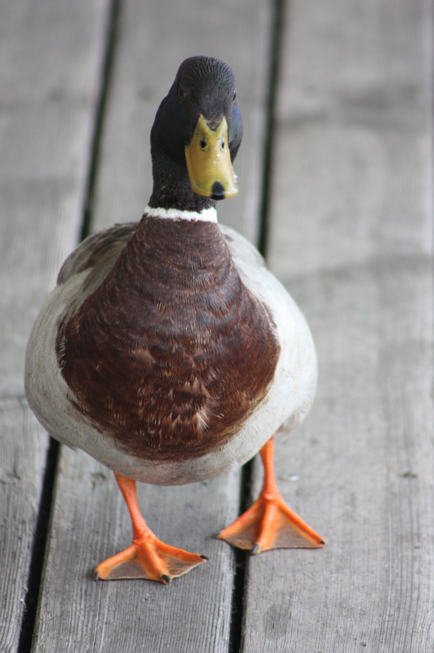 duck lake neusiedl bird free photo