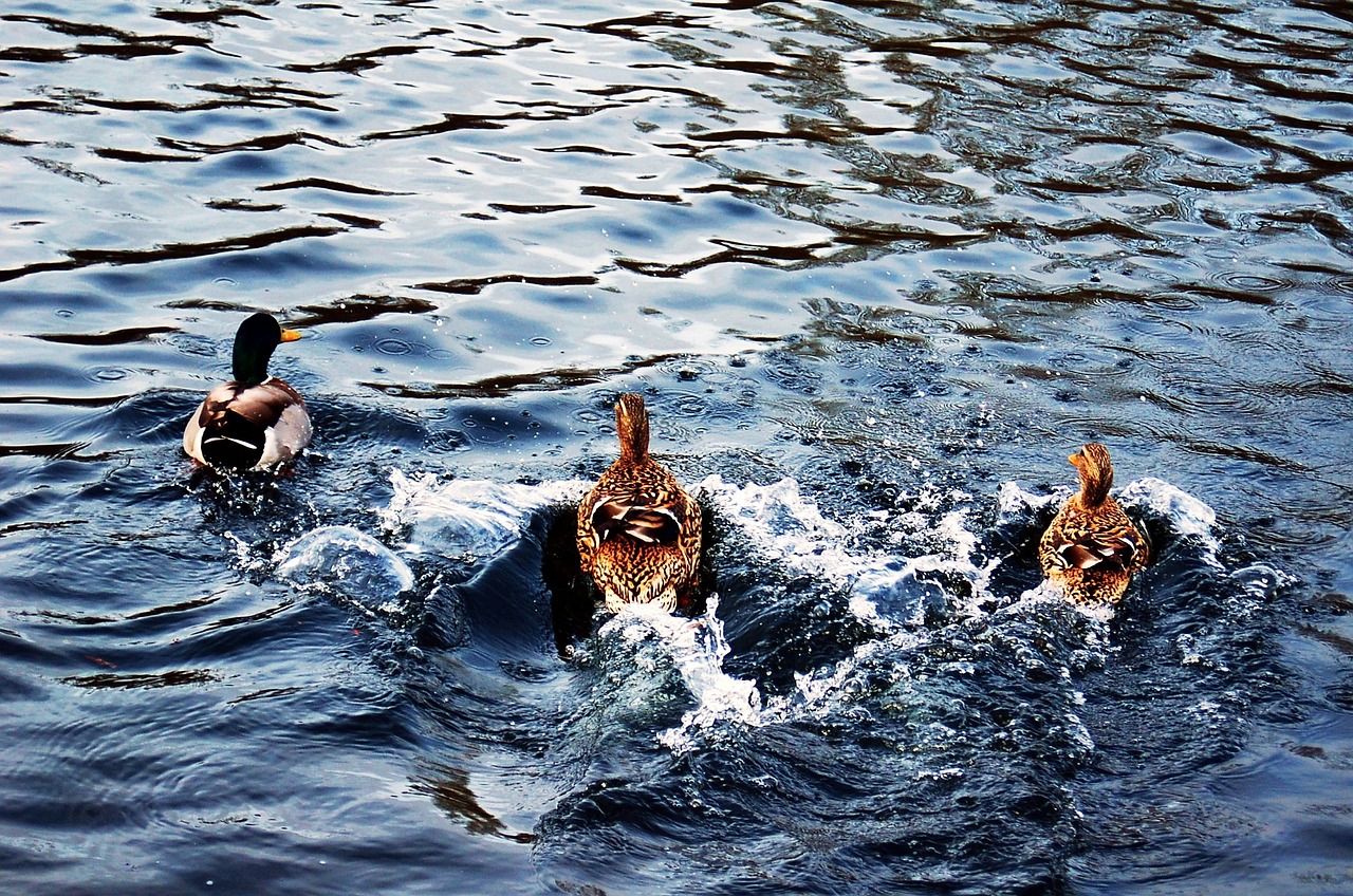 duck ducks nature free photo
