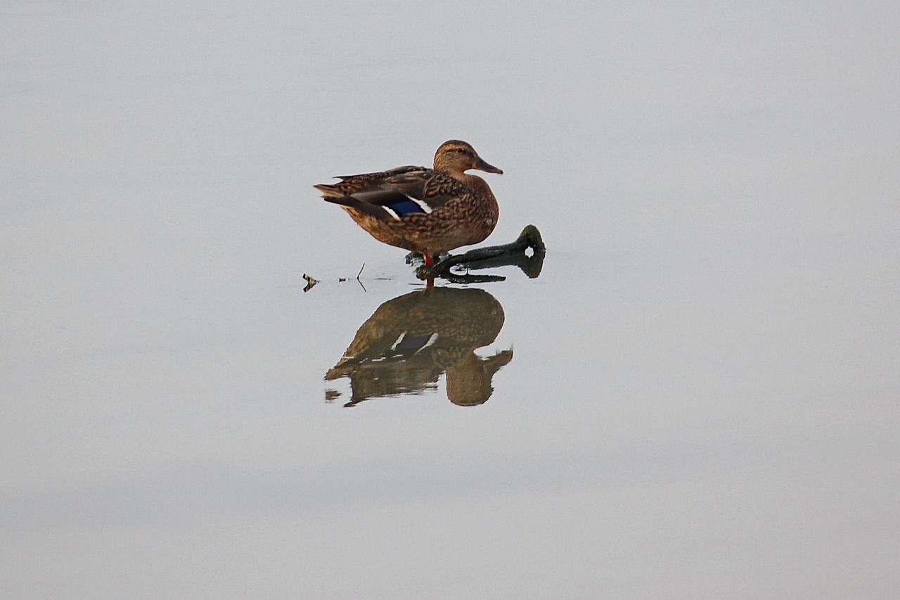 duck water reflection free photo