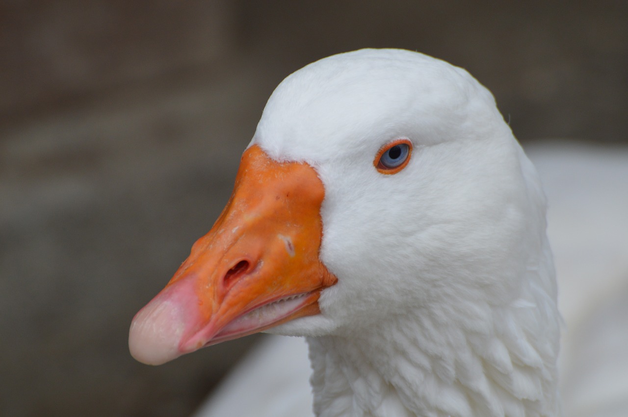 duck zoo poultry free photo