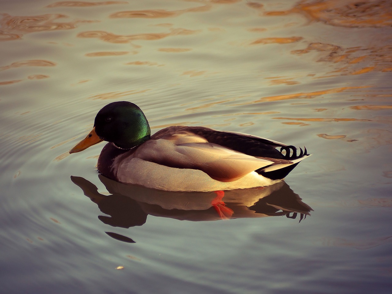 duck animal water free photo