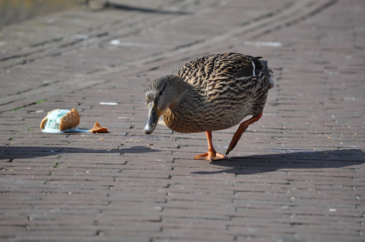 duck bird animal free photo