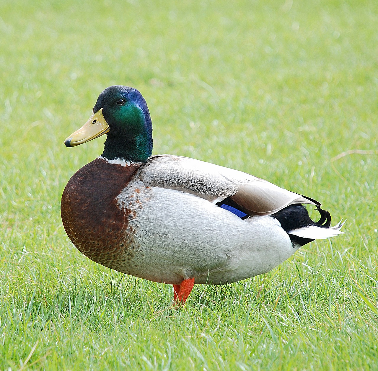 duck nature animal free photo