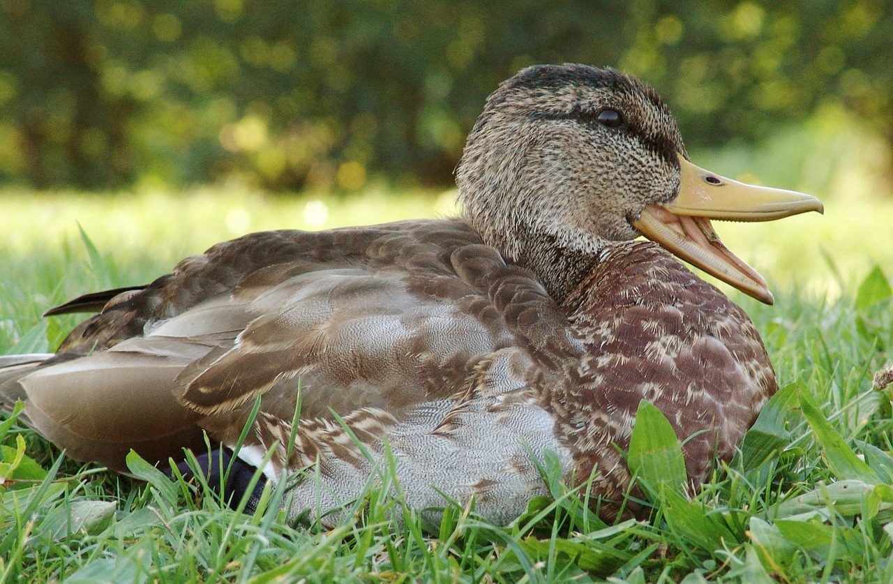 duck bird animal free photo