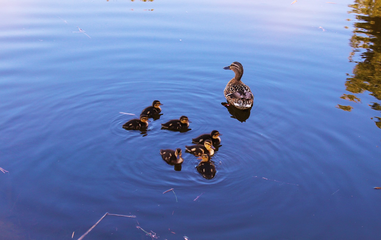 duck cannetons family of ducks free photo